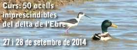 Curs: 50 ocells imprescindibles del delta de lEbre