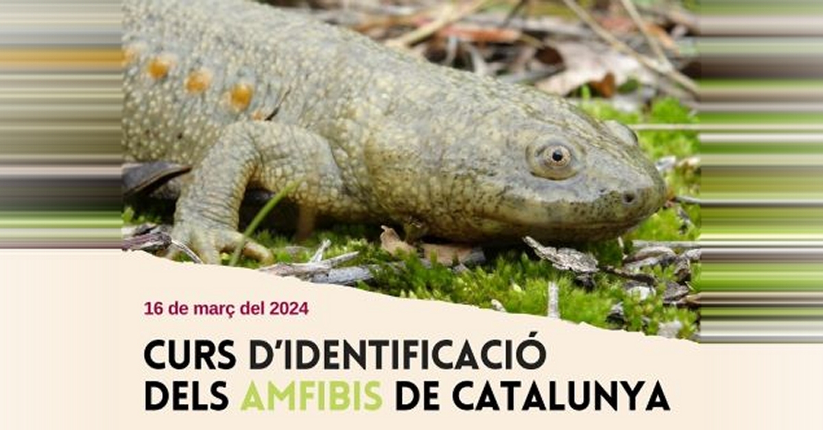 Curs didentificaci dels amfibis de Catalunya als Ports