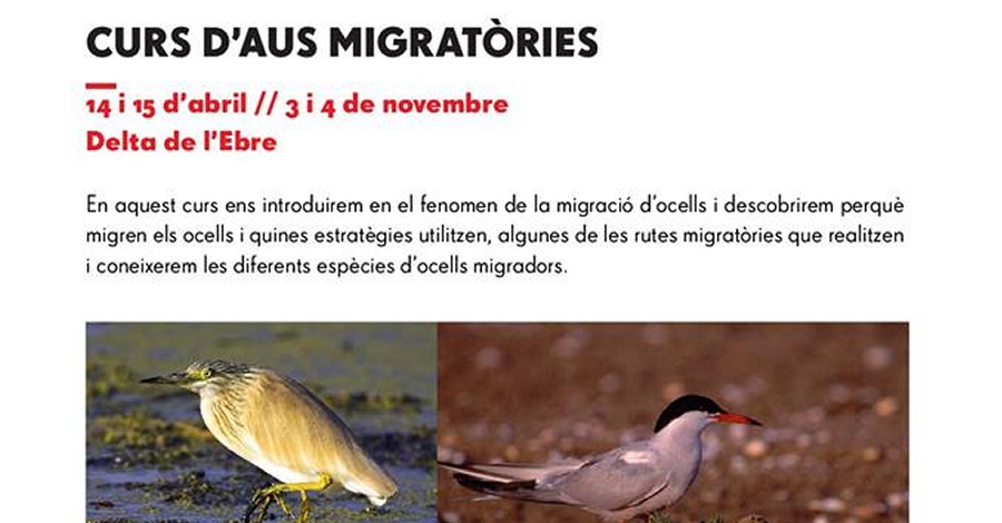 Curs daus migratries