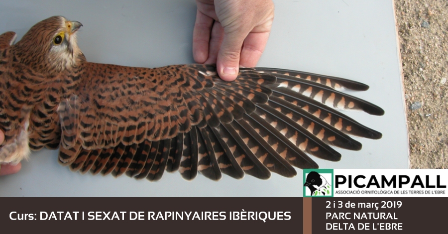 Curs Datat i sexat de rapinyaires ibriques