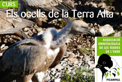 Curs: Els ocells de la Terra Alta