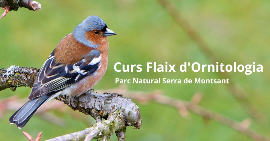 Curs Flaix d’Ornitologia