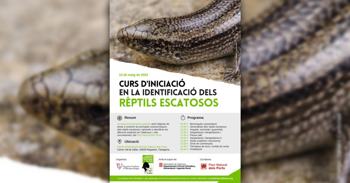 Curs diniciaci en la identificaci dels rptils escatosos