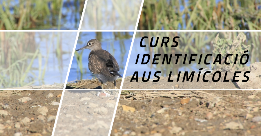 Curso de identificacin de aves limcolas