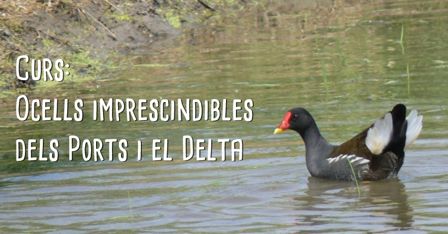 Curs Ocells imprescindibles dels Ports i el Delta