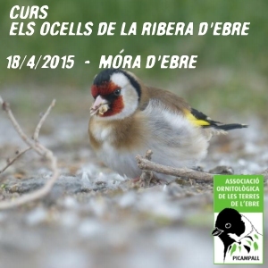 Curs: els ocells de la Ribera dEbre