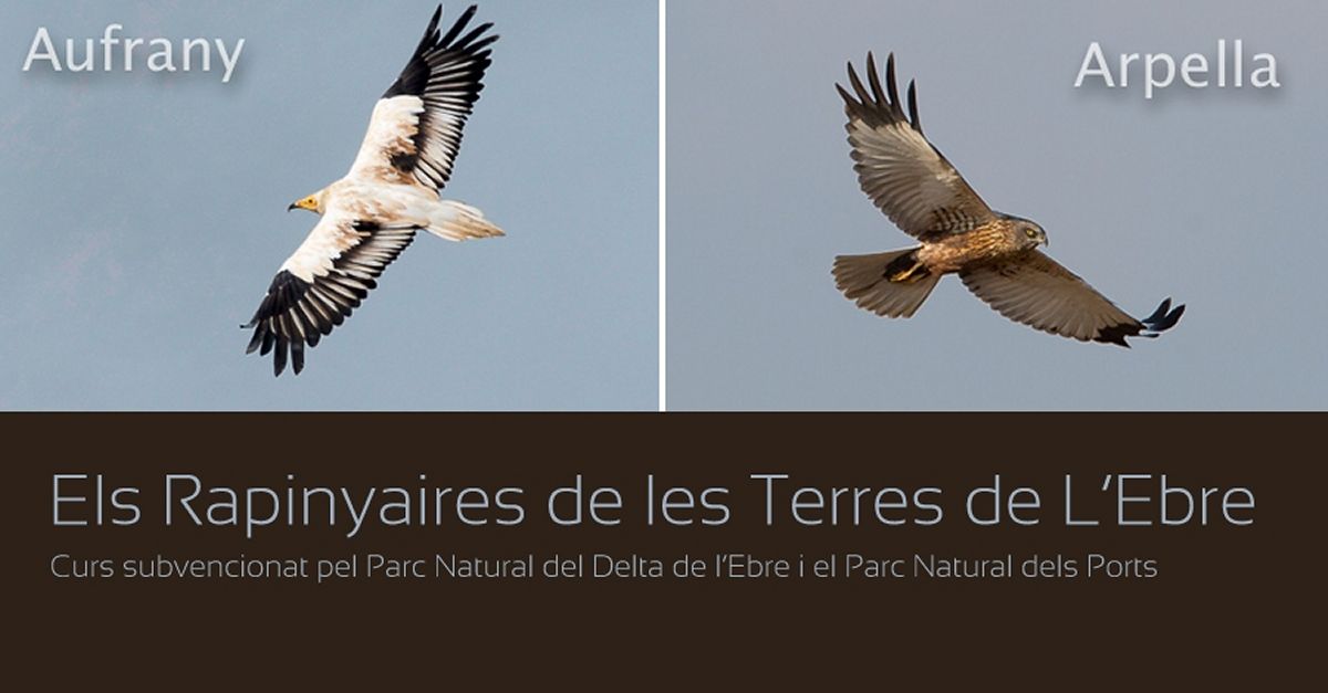 Curso: Els Rapinyaires de les Terres de LEbre