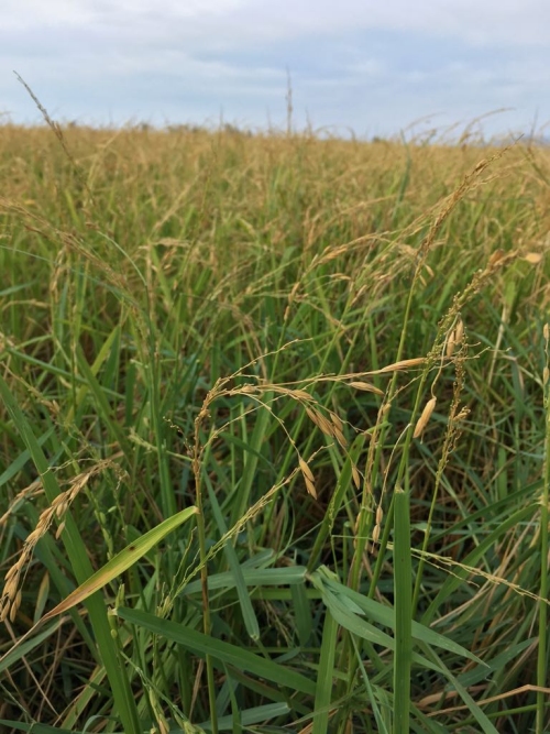 Cerca de 2.500 ha de arroz afectadas por la tormenta de este martes en el Montsi | EbreActiu.cat, revista digital de ocio activo | Terres de l’Ebre...