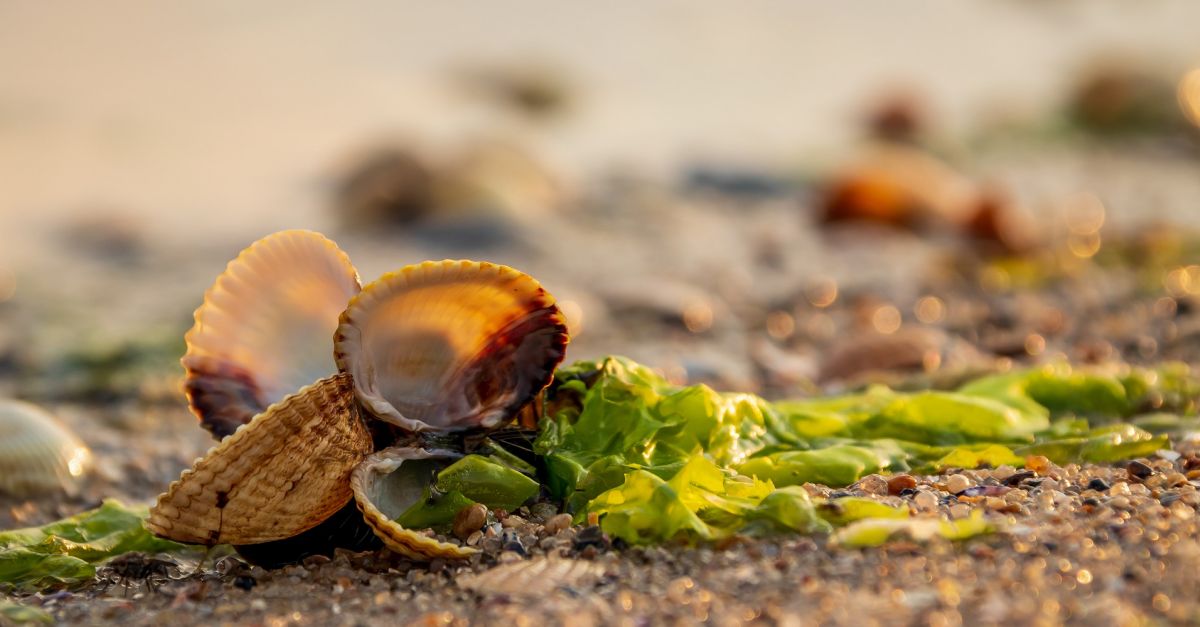 El delta de l’Ebre s l’espai idoni per al desenvolupament del cultiu d’algues marines del litoral catal | EbreActiu.cat, revista digital d’oci actiu | Terres de l’Ebre ...