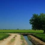 lbum: delta de l’Ebre