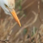 lbum: delta de l’Ebre