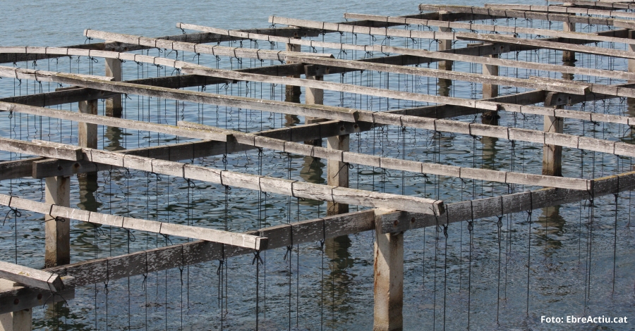 El sector acucola reclama medidas para compensar las prdidas econmicas provocadas por la muerte del mejilln | EbreActiu.cat, revista digital de ocio activo | Terres de l’Ebre...