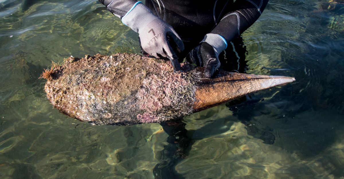 Experts demanen ms entrada d’aigua dola i abalisaments a la badia dels Alfacs per protegir les nacres | EbreActiu.cat, revista digital d’oci actiu | Terres de l’Ebre ...