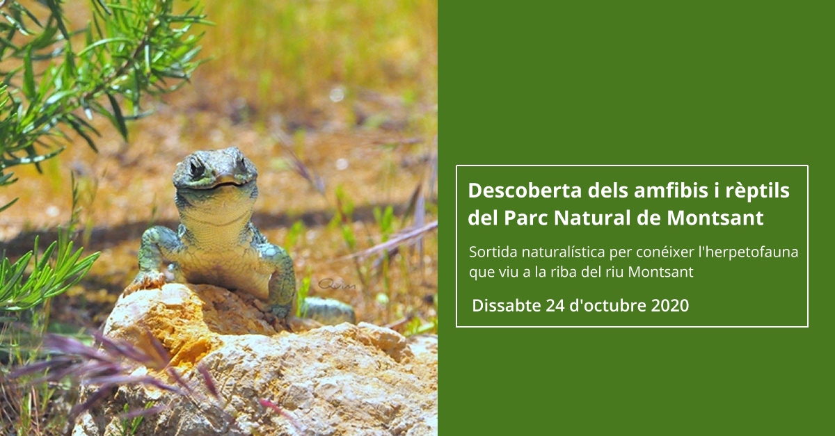 Descoberta dels amfibis i rptils del Parc Natural de Montsant