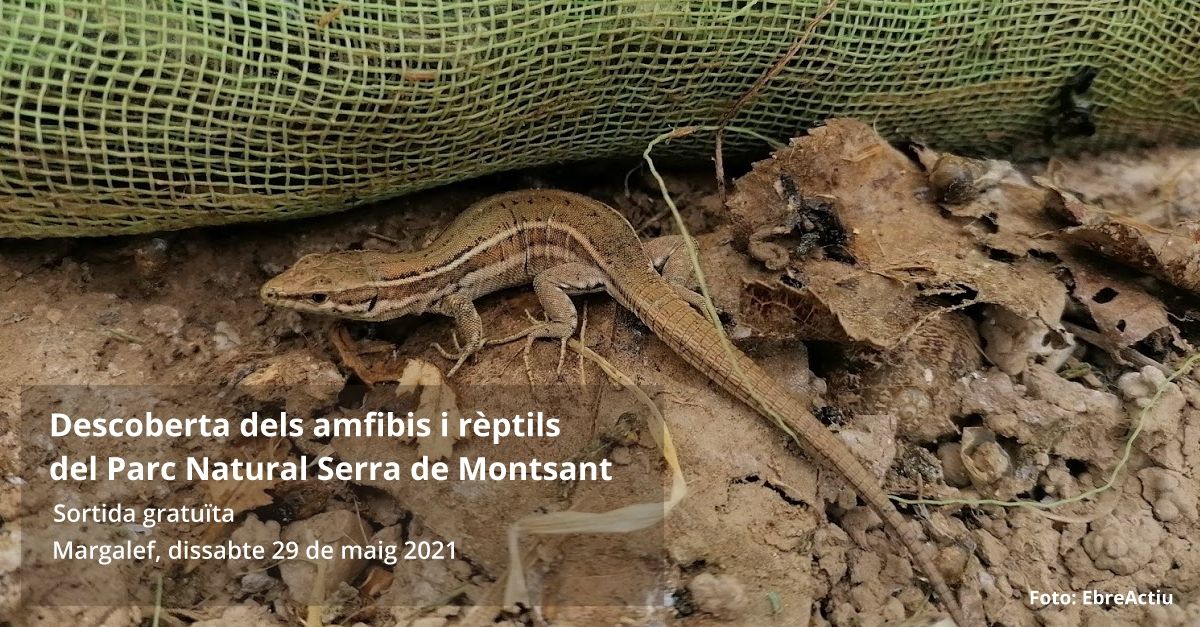 Sortida: Descoberta dels amfibis i rptils del Parc Natural de la Serra de Montsant