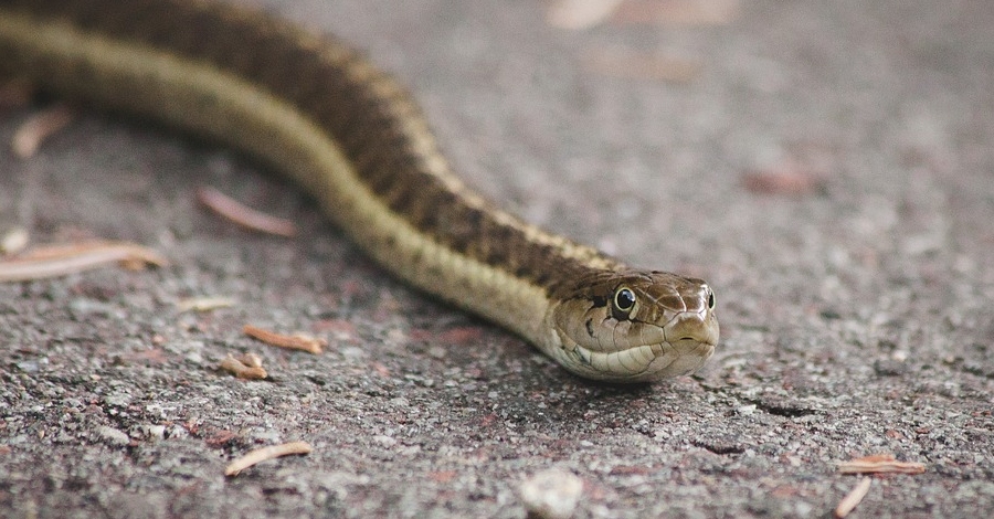 Descubierta de los reptiles y anfibios del Parc Natural de la Serra de Montsant