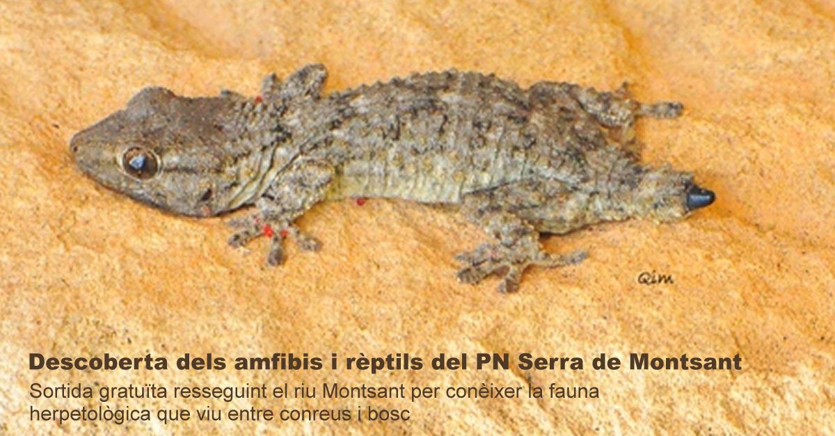 Descubierta de los anfibios y reptiles del Parque Natural de la Serra de Montsant