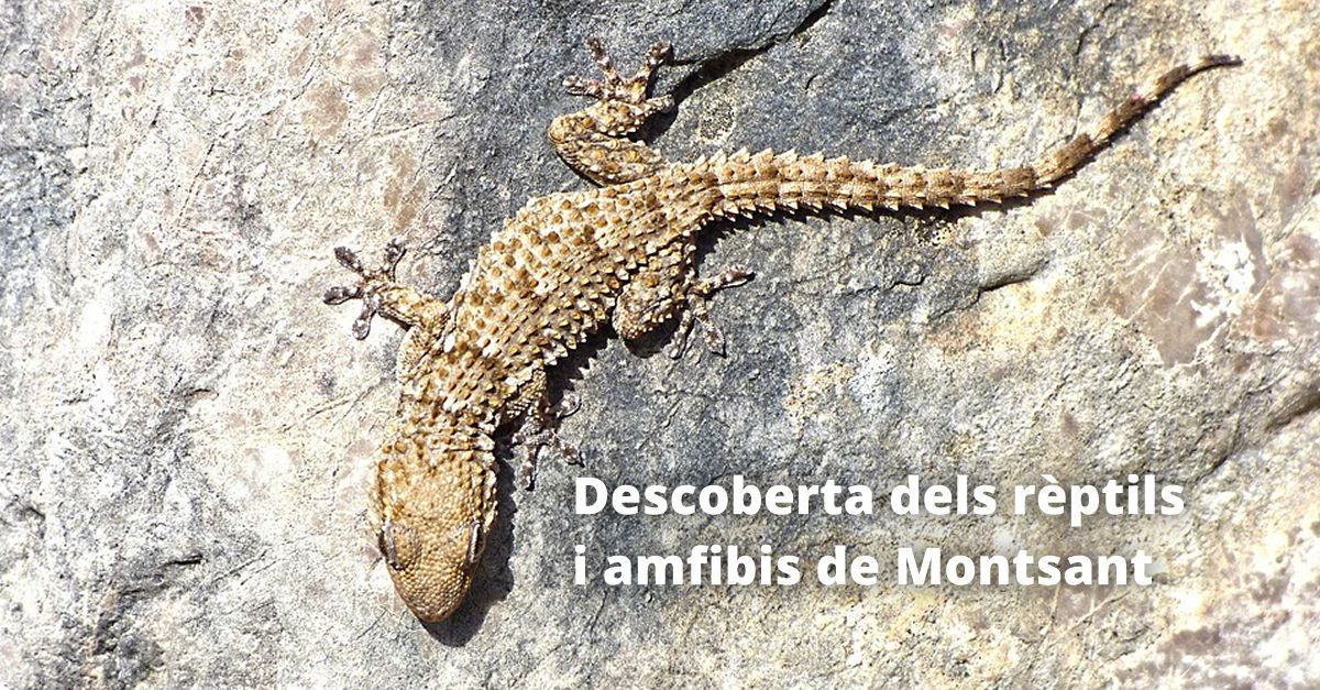 Descubierta de los reptiles y amfibios de Montsant