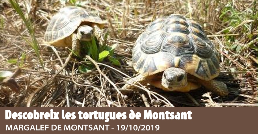 Descobreix les tortugues de Montsant