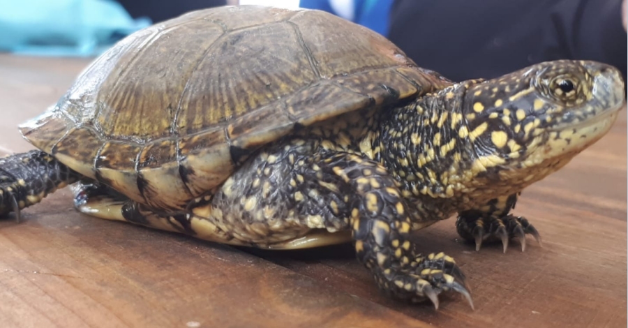 Desperten de la hivernada les tortugues d’estany a l’Aula Plegadis | EbreActiu.cat, revista digital d’oci actiu | Terres de l’Ebre ...