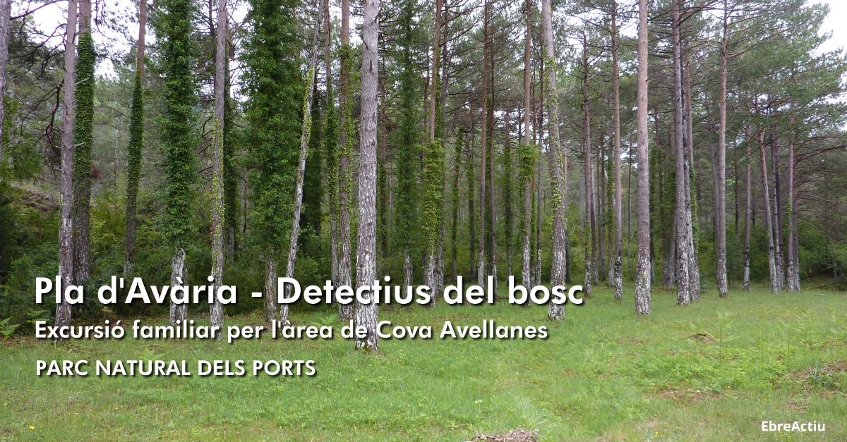 Pla d’Avria - Detectives del bosque. Excursin familiar por el rea de Cova Avellanes