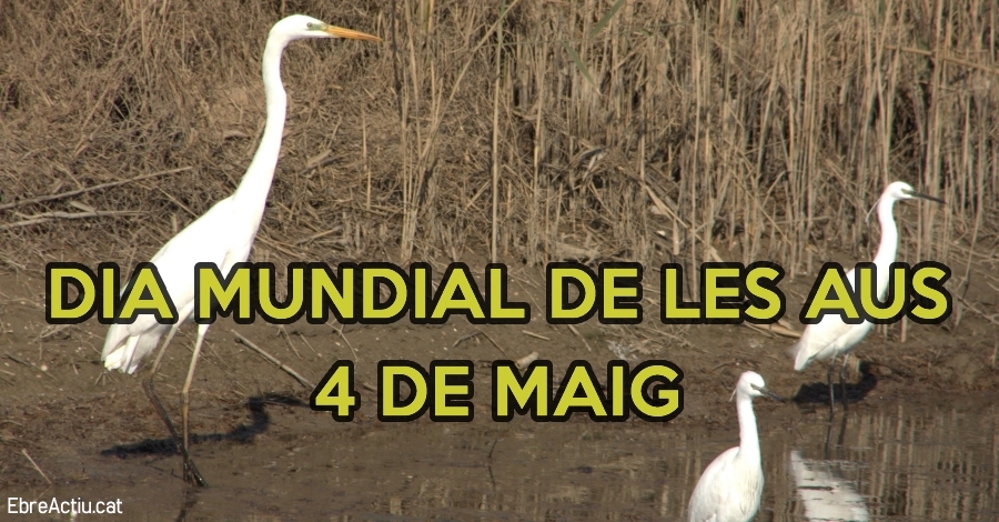 Da mundial de las aves 2019