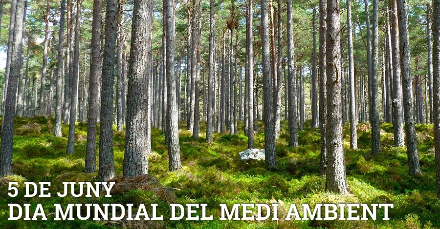 Dia Mundial del Medi Ambient