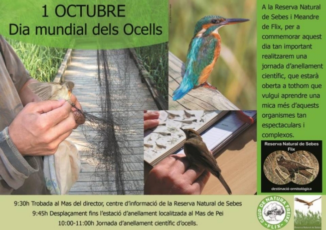 Dia Mundial dels Ocells. Jornada danellament cientfic docells