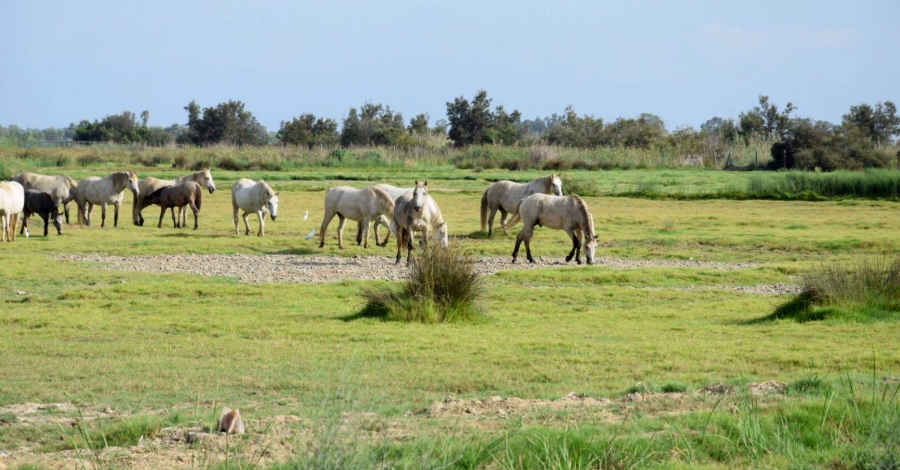 Sant Jaume d’Enveja | EbreActiu.cat, revista digital d’oci actiu | Terres de l’Ebre ...