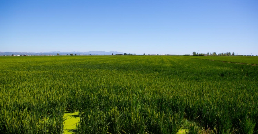 Sant Jaume d’Enveja | EbreActiu.cat, revista digital de ocio activo | Terres de l’Ebre...