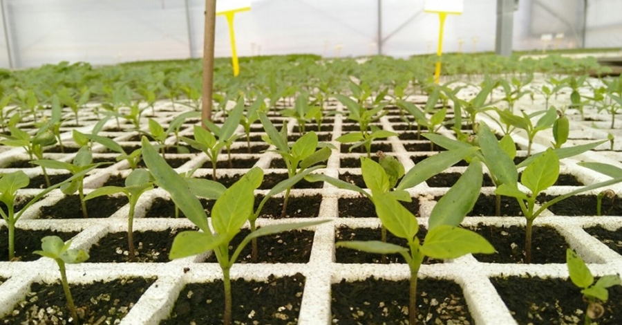 Comena la distribuci de planter de varietats agrcoles tradicionals al Parc Natural de Montsant | EbreActiu.cat, revista digital d’oci actiu | Terres de l’Ebre ...