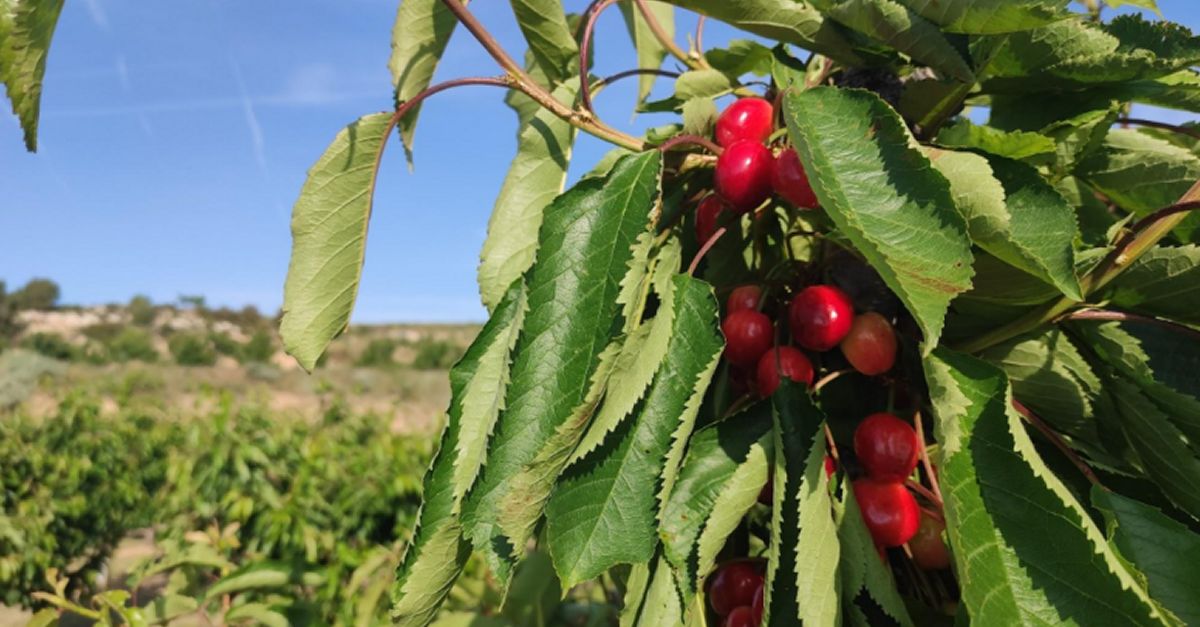 El Consell Comarcal de la Terra Alta presenta sis plans d’acci per fomentar i consolidar la diversificaci del sector agroalimentari | EbreActiu.cat, revista digital d’oci actiu | Terres de l’Ebre ...