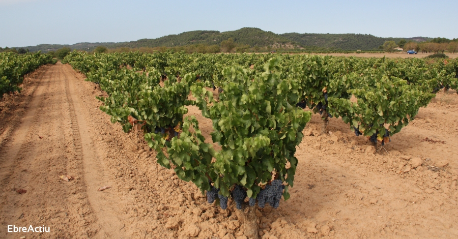 La DO Terra Alta celebra l’adopci de mesures extraordinries per al sector del vi | EbreActiu.cat, revista digital d’oci actiu | Terres de l’Ebre ...