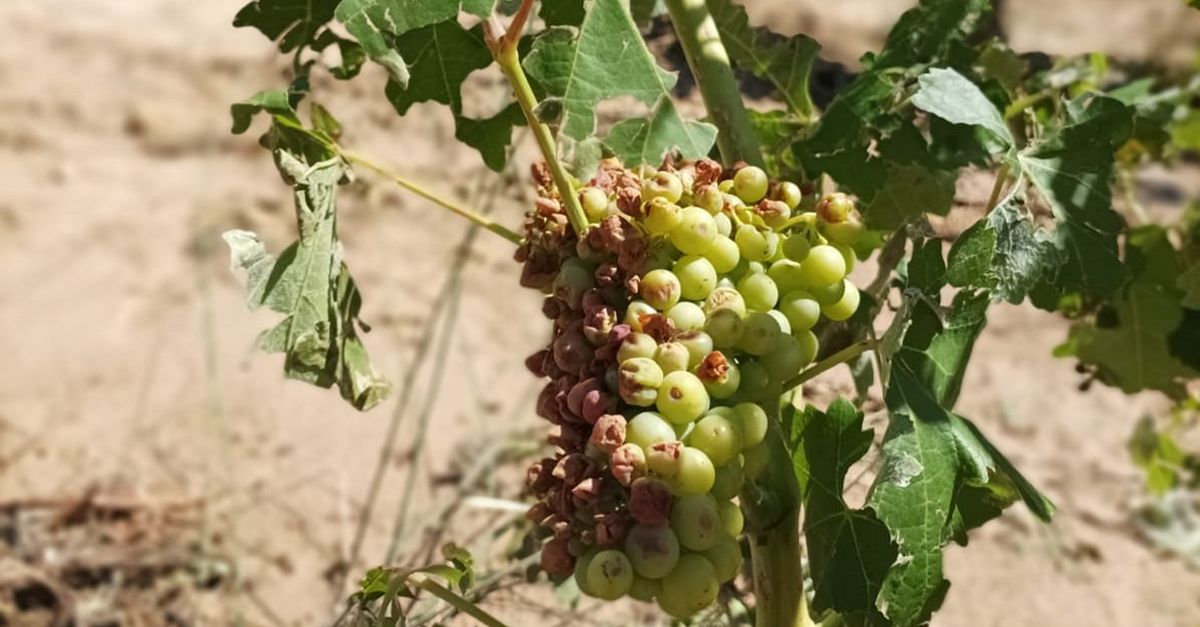 La DO Terra Alta demana ajuts per als viticultors afectats per les ltimes pedregades | EbreActiu.cat, revista digital d’oci actiu | Terres de l’Ebre ...