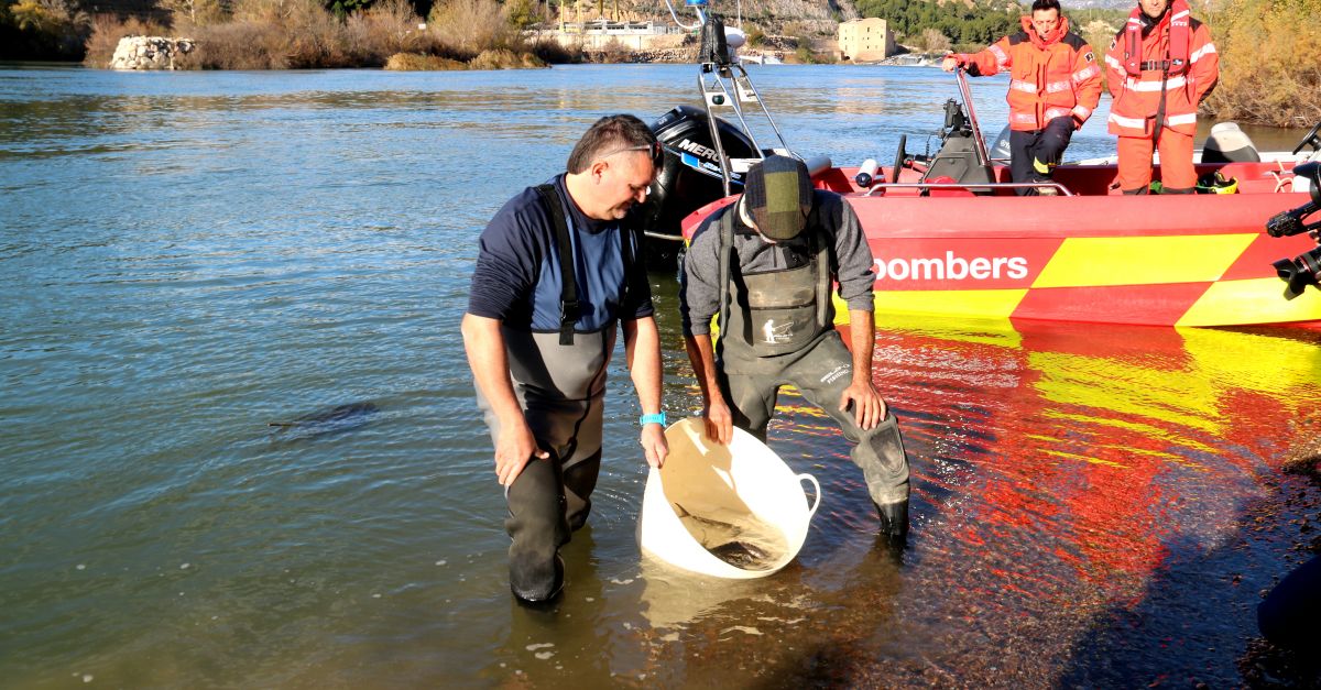 L’esturi torna a nedar pel riu Ebre mig segle desprs | EbreActiu.cat, revista digital d’oci actiu | Terres de l’Ebre ...