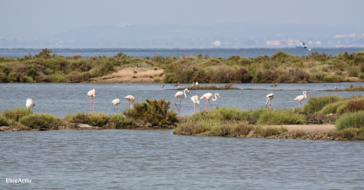 Ecologistes en Acci reclama iniciar ja el trasllat de sediments dels embassaments per salvar el delta de l’Ebre | EbreActiu.cat, revista digital d’oci actiu | Terres de l’Ebre ...