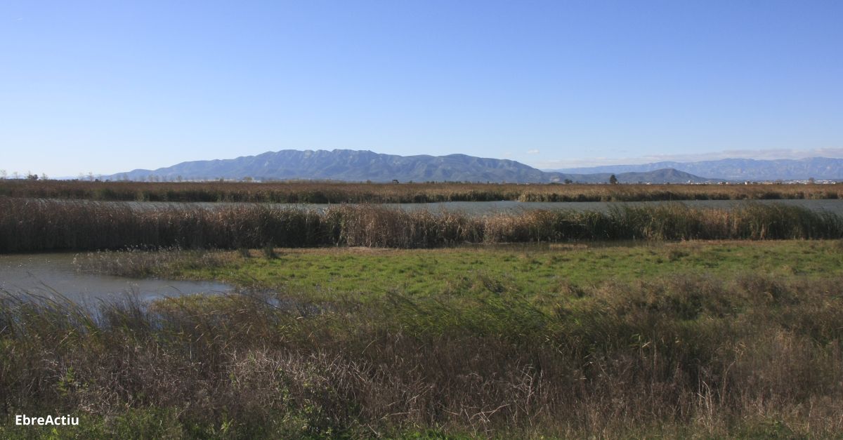 Les entitats ecologistes reclamen ms inversions per a restauracions ambientals a les zones humides del delta de l’Ebre | EbreActiu.cat, revista digital d’oci actiu | Terres de l’Ebre ...