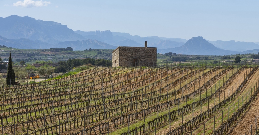 El Mas d’Edetria Selecci, primer Vi de Finca de la DO Terra Alta | EbreActiu.cat, revista digital d’oci actiu | Terres de l’Ebre ...