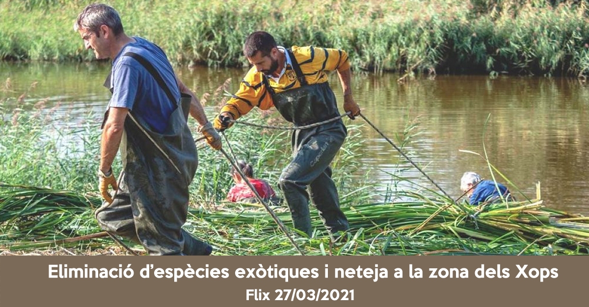 Eliminacin de especies exticas y limpieza a la zona dels Xops