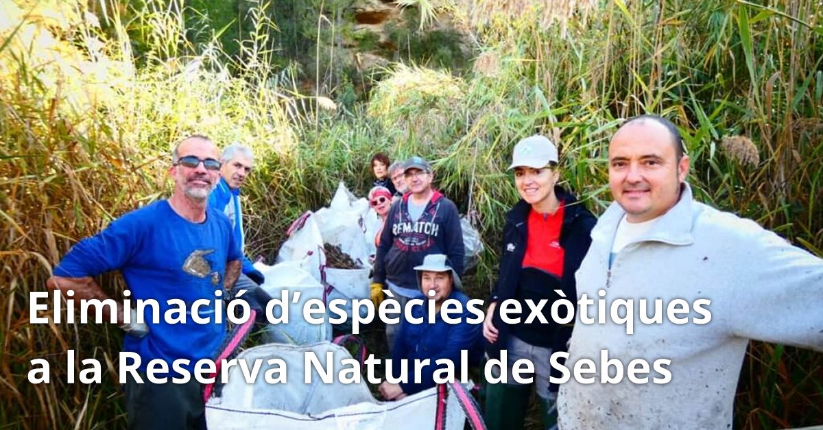 Jornada de voluntariat: Retirada despcies extiques  a la Reserva Natural de Sebes