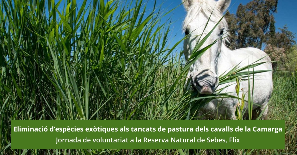 Jornada de voluntariado. Eliminacin de especies exticas invasoras de los cercados de pasto - APLAZADO