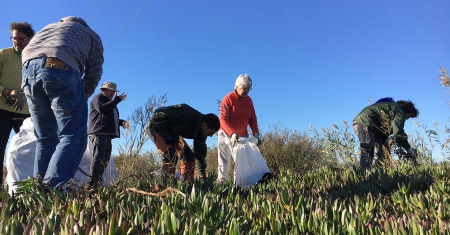 Eliminacin de plantas invasoras en la Tancada