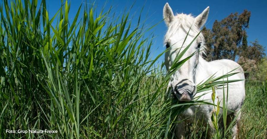 Aydanos a controlar las especies exticas en cerrados de pasto