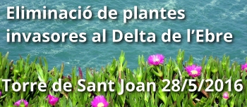 Eliminaci de plantes invasores al Delta de lEbre