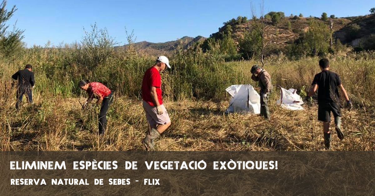 Extraccin de especies de vegetacin exticas en la Reserva Natural de Sebes