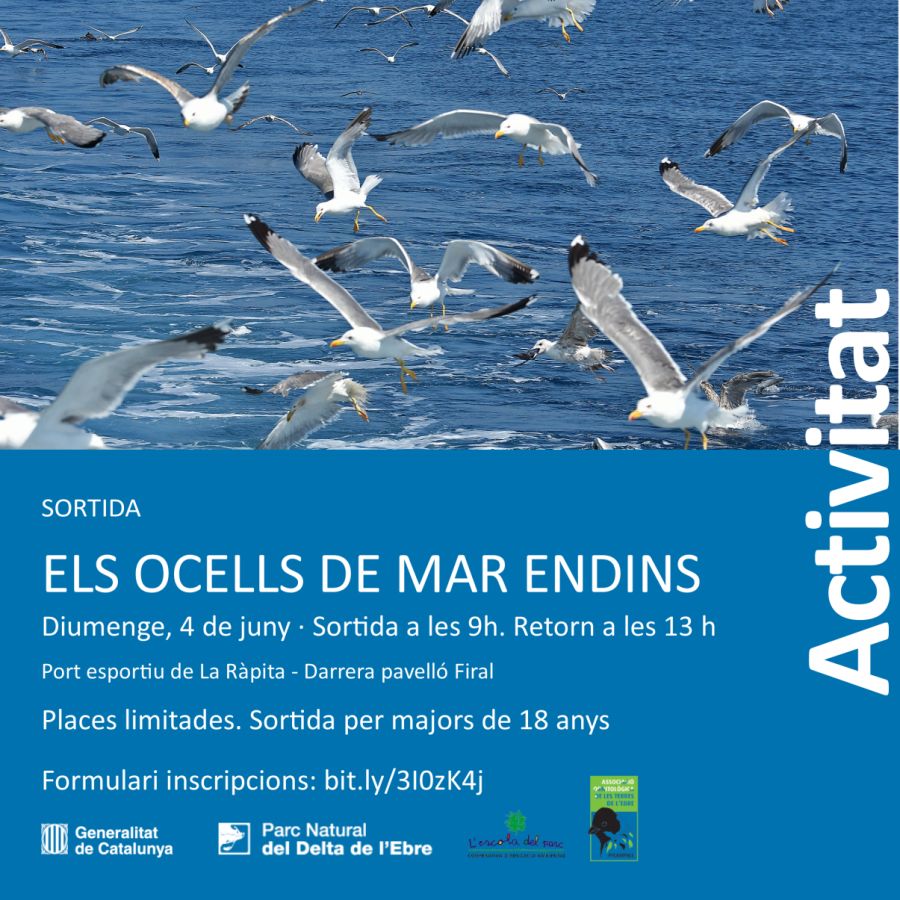 Els ocells de mar endins