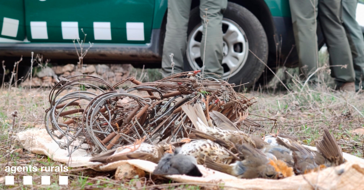 Enxampem in fraganti una persona que havia collocat 70 trampes tipus cep per caar ocells | EbreActiu.cat, revista digital d’oci actiu | Terres de l’Ebre ...