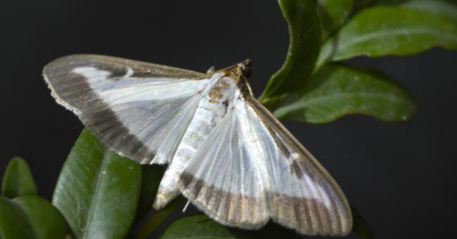 L’eruga defoliadora del boix a les proximitats del Parc Natural dels Ports | EbreActiu.cat, revista digital d’oci actiu | Terres de l’Ebre ...