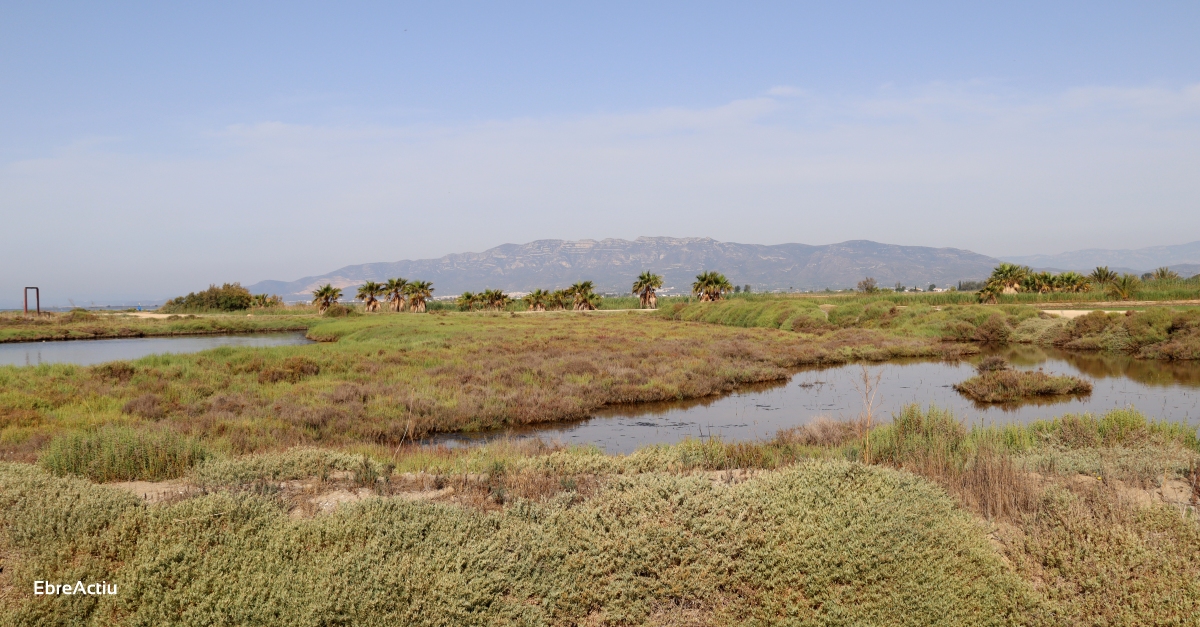 Es constitueix la Taula de voluntariat del Delta de l’Ebre | EbreActiu.cat, revista digital d’oci actiu | Terres de l’Ebre ...