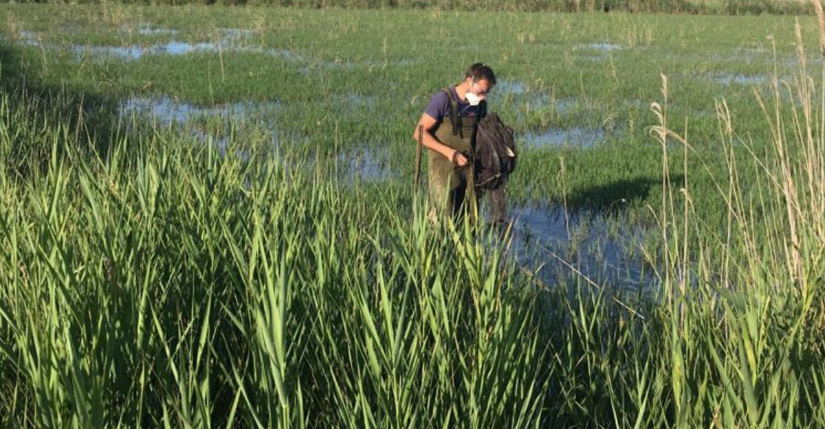 La granota toro es torna a veure al Parc Natural del Delta de l’Ebre | EbreActiu.cat, revista digital d’oci actiu | Terres de l’Ebre ...